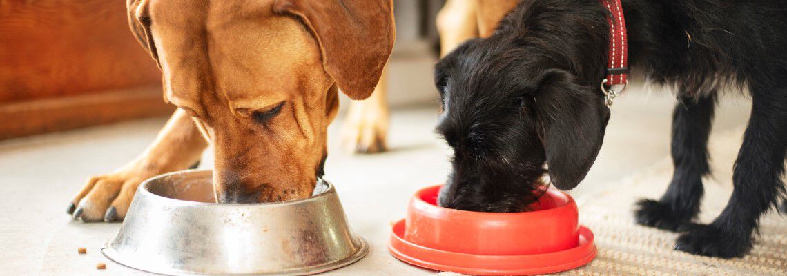 Hoeveel gram moet een hond eten per dag? Hoeveel gram moet een hond eten per dag?